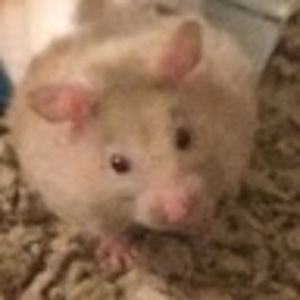 Meet your Posher, Rae